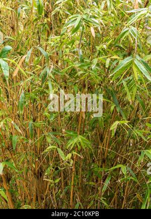 Multiplexing bambusa, Hedge bamboo. Alphonse Karr Yellow Clumping Hedge Bamboo -  Bambusa Multiplex Stock Photo