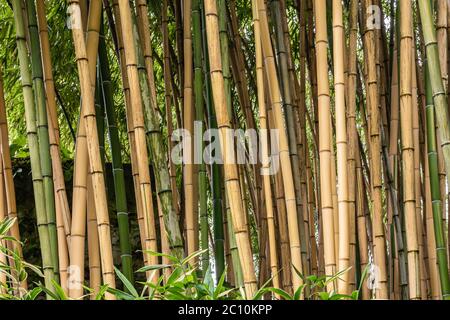 Multiplexing bambusa, Hedge bamboo. Alphonse Karr Yellow Clumping Hedge Bamboo -  Bambusa Multiplex Stock Photo