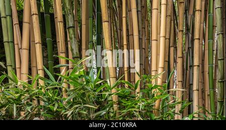 Multiplexing bambusa, Hedge bamboo. Alphonse Karr Yellow Clumping Hedge Bamboo -  Bambusa Multiplex Stock Photo