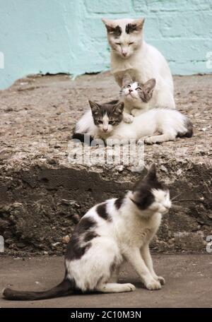 Family of four cats on the stone porch Stock Photo