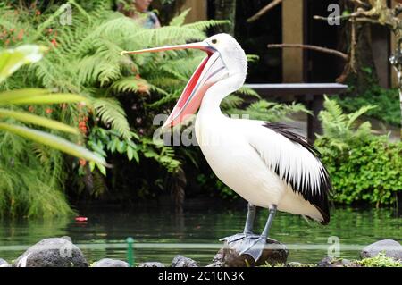 Happy Pelican A pelican, mouth wide open and standing on a piling, is happy about his morning feast of fish in Jupiter, Florida. Stock Photo