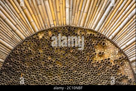 geometric structure with Alphonse Karr Yellow Clumping Hedge Bamboo -  Bambusa Multiplex Stock Photo