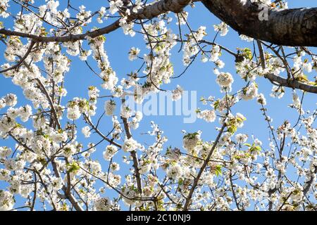 Cherry trees white flowers blooming in spring Stock Photo