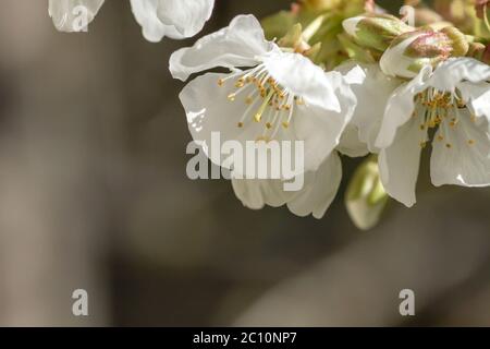 Detail of springtime cherry blossoms Stock Photo