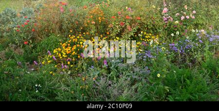 Flowers in fall garden. Blossom in autumn or summer garden. Flowers in autumn garden background. Annual and perennial plants in full bloom. Stock Photo