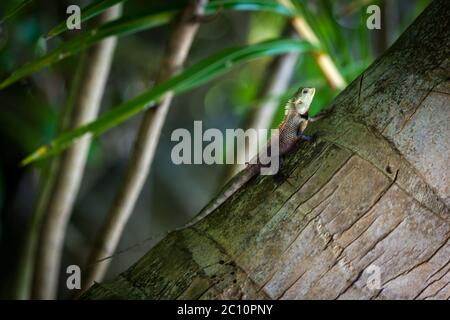 Small lizard on a palm tree Stock Photo