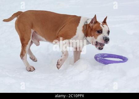 Cute american staffordshire terrier is playing with his toy on a white snow. Pet animals. Stock Photo