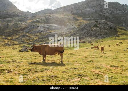Cows grazing in the mountains Stock Photo