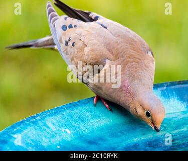 Mourning Dove drinking water from a blue ceramic bird bath. Stock Photo