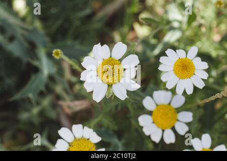 Wild chamomile flowers blooming Stock Photo