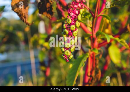 America poleweed plant with berries Stock Photo