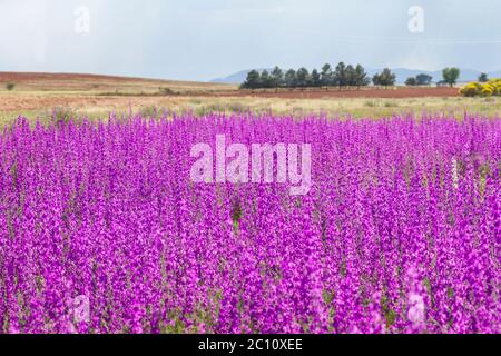 Delphinium ajacis purple flowers Stock Photo