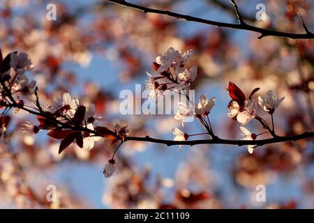 Detail of prunus cerasifera nigra springtime flowers blooming Stock Photo