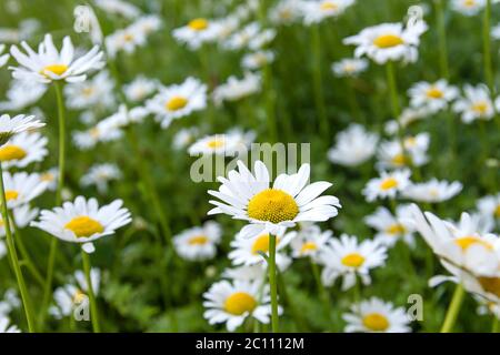 White daisy flowers blooming in spring Stock Photo