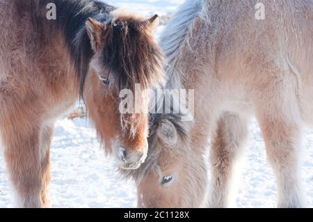 Portrait of two Yakutian horses covered with snow in the village of Oymyakon. Native horse breed from the Siberian Sakha Republic Stock Photo