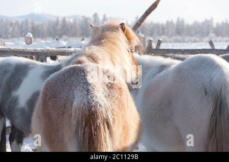 Closeup of Yakutian horses backs covered with snow in the village of Oymyakon. Native horse breed from the Siberian Sakha Republic Stock Photo