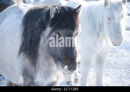 Portrait of two Yakutian horses covered with snow in the village of Oymyakon. Native horse breed from the Siberian Sakha Republic Stock Photo