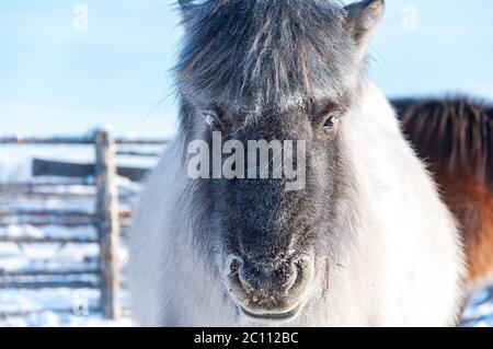 Portrait of Yakutian horse, covered with snow in the village of Oymyakon. Native horse breed from the Siberian Sakha Republic Stock Photo