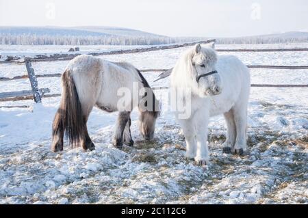 Portrait of two Yakutian horses covered with snow in the village of Oymyakon. Native horse breed from the Siberian Sakha Republic Stock Photo