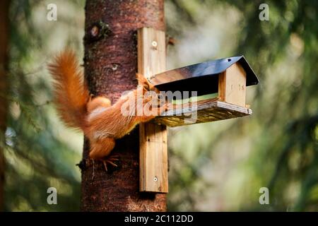 squirrel eats seeds from a bird feeder on a tree Stock Photo