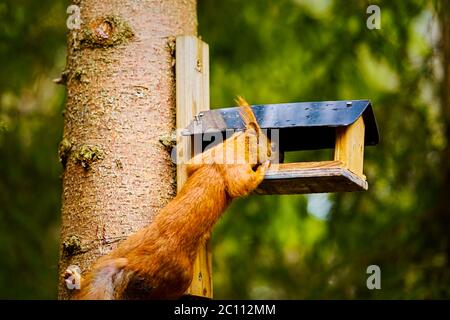 squirrel eats seeds from a bird feeder on a tree Stock Photo