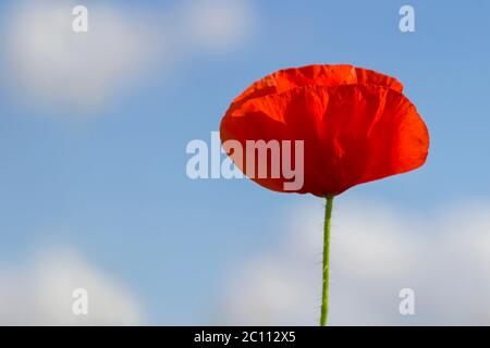 Detail of wild red poppy flower blooming in spring Stock Photo