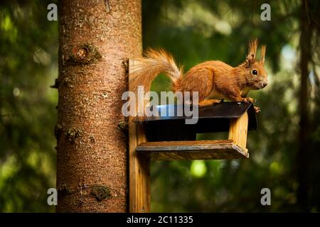 squirrel eats seeds from a bird feeder on a tree Stock Photo