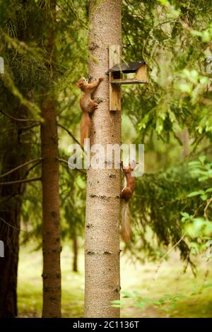squirrel eats seeds from a bird feeder on a tree Stock Photo