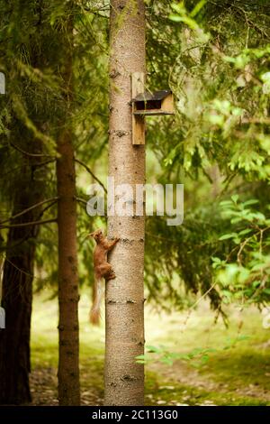 squirrel eats seeds from a bird feeder on a tree Stock Photo