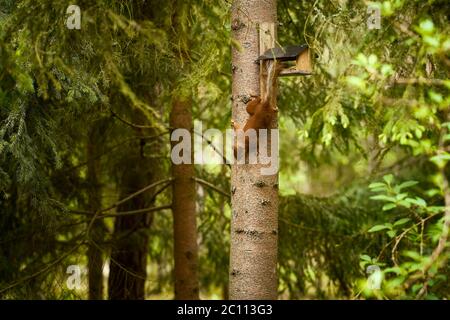 squirrel eats seeds from a bird feeder on a tree Stock Photo