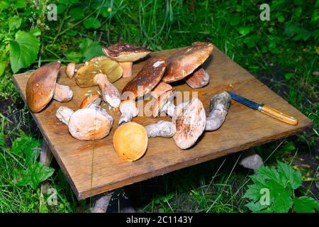 Wild mushroom on the table  Wild mushroom on the table Stock Photo