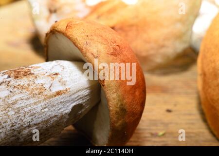 Wild mushroom on the table close-up with shallow depth of field  Wild mushroom on the table close-up with shallow depth of field Stock Photo