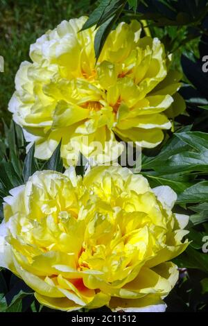 Yellow Peony Peonies Paeonia Blooming Flowers Paeonia 'Golden Dream' Peony Itoh Intersectional Peony Flowering Yellow Stock Photo