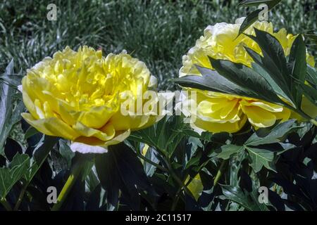 Yellow Peonies Paeonia Bartzella Peony Stock Photo