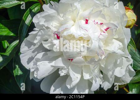 White Peony 'Festiva Maxima' Paeonia lactiflora Chinese peony white Stock Photo