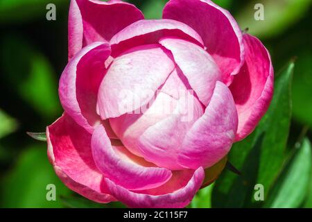 Blooming flower bud Pink Peony "Souvenir de Louis Bigot" Stock Photo