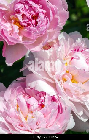 Pink Salmon Peony Mignon Stock Photo