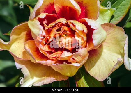 Orange Intersectional Peony Itoh Peony Flower Beautiful Blossoms Flowering Paeonia Flowers June Beauty Close up Peony 'Callies Memory' Itoh hybrid Stock Photo