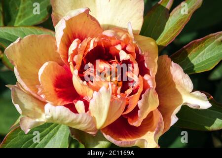 Peony 'Callies Memory', Intersectional,Itoh Hybrid Paeonia Stock Photo