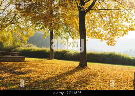Autumanl park with fallen tree leaves Stock Photo