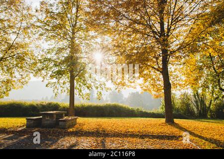 Autumanl park with fallen tree leaves Stock Photo