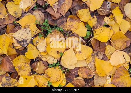 Black poplar autumnal fallen leaves Stock Photo