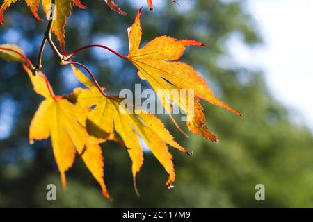 Detai of japanese maple autumnal foliage Stock Photo