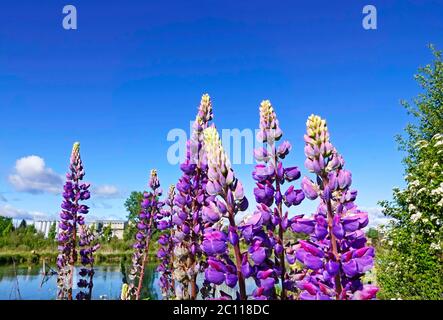 Sprays of domestic Lupine, (Lupinus polyphyllus) growing along the Deschutes River in the city of Bend, in Central Oregon. Stock Photo