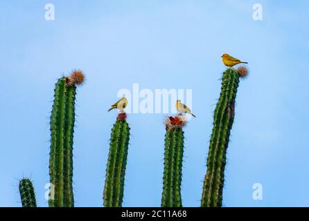 Tatacoa desert view into the vast plains Colombia Stock Photo