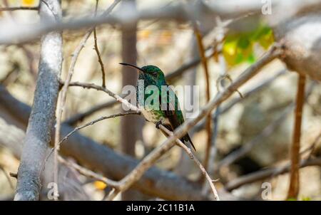 Western Emerald Hummingbird Stock Photo