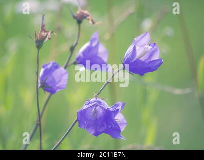 Beautiful wild bluebells growing on meadows in Poland Stock Photo