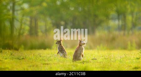Two rabbits on the meadow in Seaton Wetlands Nature Reserve, Devon Stock Photo