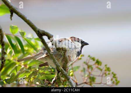 House Sparrow (Passer domesticus) in a tree Stock Photo
