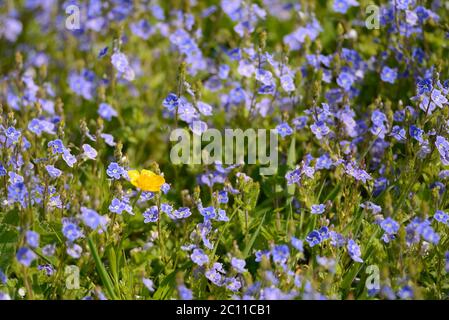 Germander / Bird's Eye Speedwell (Veronica chamaedrys) and a buttercup in a meadow, Kent, UK, early May Stock Photo